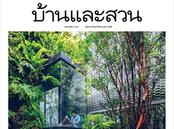 Platycerium : Home and Garden