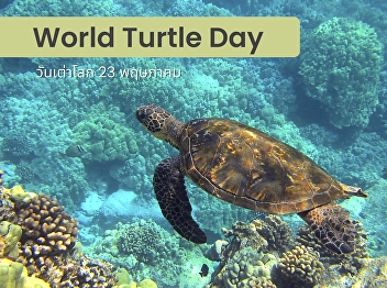 23 May is World Turtle Day.