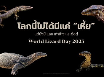 Learn more about the 4 kinds of
protected monitor lizards found in
Thailand in World Lizard Day. Varanus
bengalensis